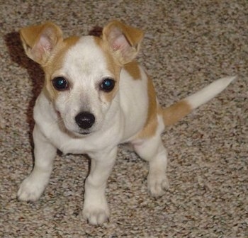 Keely the Chestie Puppy sitting on a carpet and looking at the camera holder