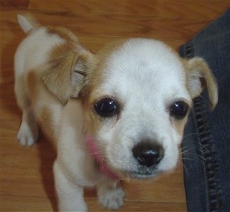 Close Up - Keely the Chestie Puppy standing next to a person who is wearing jeans and looking at the camera holder