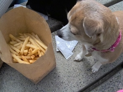 Chi-Chi-Belle the Chihuahua is standing on a stone block looking at a bag of french fries with packets of katchup next to her