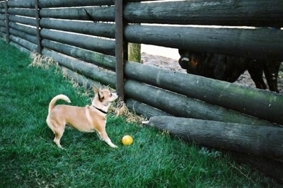 Chi-Chi-Belle the Chihuahua is standing in front of a wooden fence. One of the wooden rods are broken. There is a Rottweiler dog on the other side looking at her.