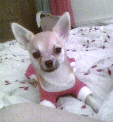  chihuahua dog 