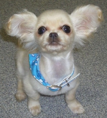 Stanley the Chilier puppy wearing a bandana and sitting on a carpeted floor and looking up at the camera holder