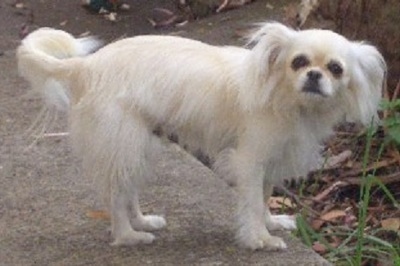 Stanley the Chilier standing outside on a sidewalk and looking at the camera holder