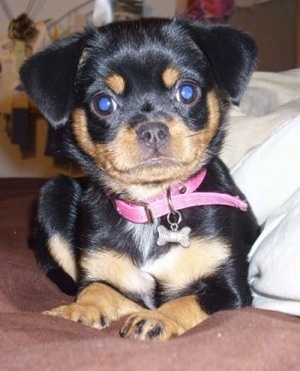 Close Up - Koda the Chin-Pin puppy laying on a bed in front of pillows. She is wearing a pink collar and a dog bone dog tag