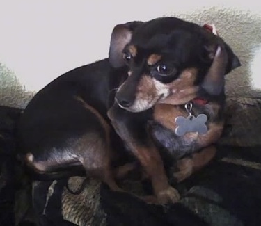 Baby Girl the Chipin is laying on a bed against a wall and looking to the right