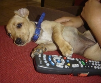 Daisy the Chipin is laying on its back and turning to the side. She is touching the TV remote with her paws and looking towards the camera holder