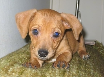 Close Up - Gulley the Chipin puppy is laying on an olive green blanket and looking at the camera holder