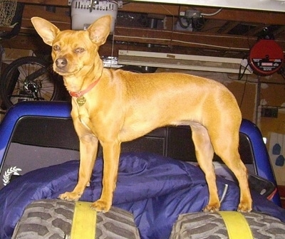 Koda the Chipin is standing on two tires on the back of a truck inside of a garage