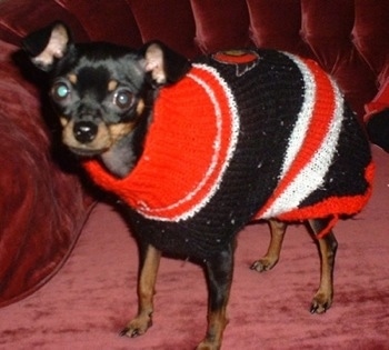 Close Up - Pinscy the Chipin is standing on a red oxide couch and wearing a Ottawa Senators sweater