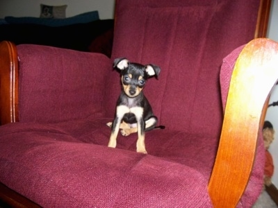 What is a mix between a miniature pinscher and a Chihuahua called?