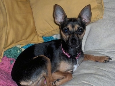 Ritzy the Chipin laying on a bed in front of a pillow and on a crocheted blanket