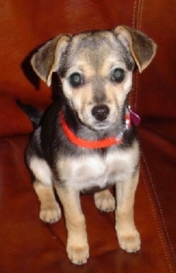 Zoee the Chipin sitting on a Falu Red couch and looking at the camera holder