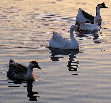swan and goose