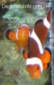 Two orange, white and black striped Clownfish are swimming up over top of a rock