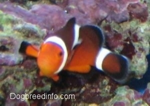 Close Up - An orange, white and black striped Clownfish is swimming over top of a rock