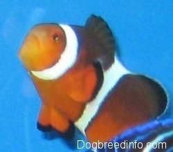 Close Up - an orange, white and black striped Clownfish