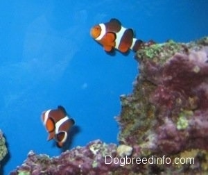 Two orange, white and black striped Clownfish are swimming out from behind a pink and green coral