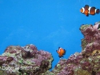 Two orange, white and black striped Clownfish are swimming around pink and green coral