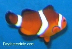 Close Up - orange, white and black striped Clownfish