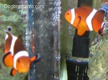 Two orange, white and black striped Clownfish are swimming around a filter
