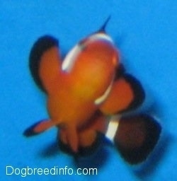 Close Up front view - A orange, white and black striped Clownfish is in mid turn