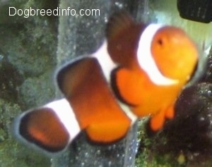 Close Up - A orange, white and black striped Clownfish is swimming in front of a filter in a fish tank