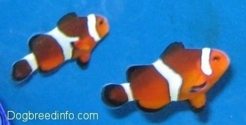 Two orange, white and black striped Clownfish are swimming to the left in a fish tank with a blue background