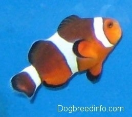 An orange, white and black striped Clownfish is swimming up and to the right