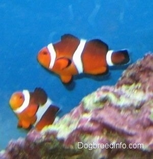 Two orange, white and black striped Clownfish are swimming in front of a large rock