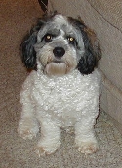 Toby the curly-coated white black and tan Cock-a-Chon Puppy is sitting against a couch and looking towards the camera holder