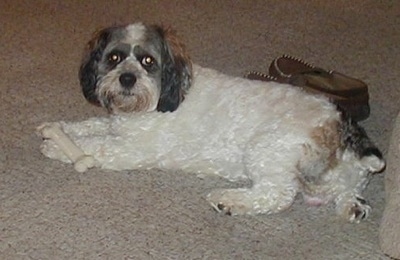 Toby the tri-color Cock-a-Chon is laying down in front of a chair and next to a pair of brown slippers. There is a bone on his front paws