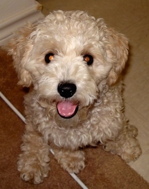 Close Up - Oliver the curly tan Cockapoo is sitting half way on a tan rug and half way on a white tiled flor looking up. His mouth is open and tongue is out