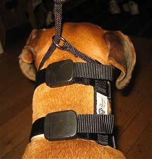Close up - The back of a brown Boxer that is wearing an Illusion Collar