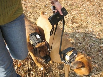 Topdown view of a brown Boxer and a brindle brown with white Boxer that is wearing an Illusion collar and being led on a walk in grass