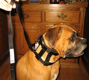Dog Training Collar (Illusion Dog Training Collar)