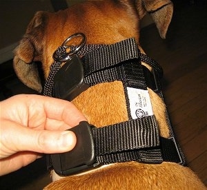 Close up - A person is snapping the clip closed on the Illusion Dog Training Collar that a brown Boxer is wearing.