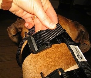 Close up - A person is strapping the Illusion Dog Training Collar onto a brown Boxer.