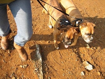 Top down view of a brown Boxer and a brindle brown with white Boxer that are wearing the Illusion Collar and are being led on a walk across a dirt surface.