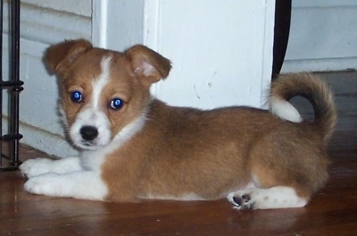 Jody the Corillon puppy is laying on a hardwood floor in front of a white wall doorway and looking at the camera holder