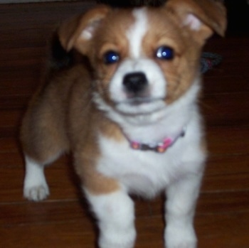 Jody the Corillon puppy is standing on a hardwood floor and looking at the camera holder