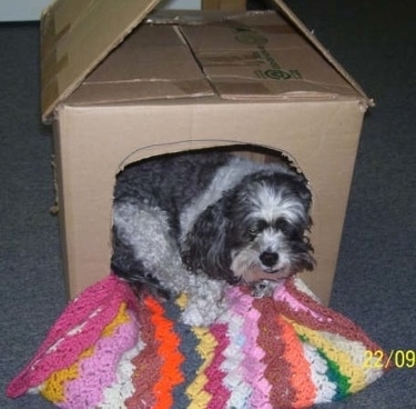 Shih+tzu+poodle+mix+puppies