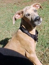 Harley the Daniff puppy is sitting outside in grass and laying in front of the camera holder