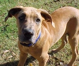 Close Up - Scooby the Daniff puppy is standing outside in a yard