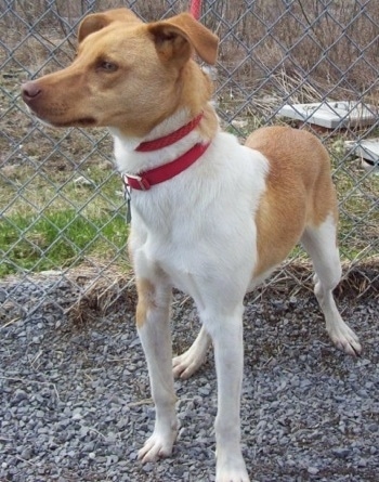 Champ the Denmark Feist is standing in gravel in front of a chainlink fence. Champ is also wearing a training leash