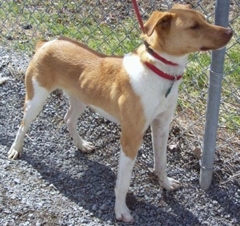 Champ the Denmark Feist is standing in gravel in front of a chainlink fence wearing a training leash and looking to the right