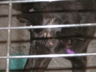 Close Up - looking in at a black Shiloh Shepherd with stitches on its head inside of a dog crate