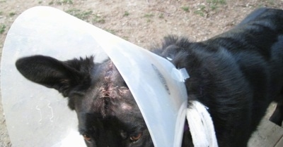 Close Up - A black Shiloh Shepherd with stitches on its head wearing a dog cone outside