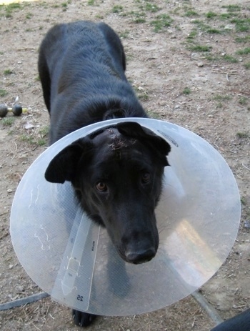 Close Up - A black Shiloh Shepherd with stitches on its head wearing a dog cone while standing on dirt looking into the camera