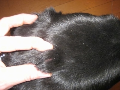 Close Up - Top down view of a black Shiloh Shepherd with a hard lump on its head. A persons hand is touching its head.