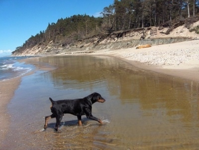 Dobis the black and tan Doberman Pinscher is running through a body of water towards the shore